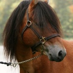Swedish horses – a national love affair