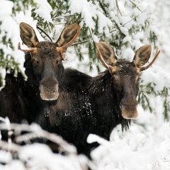Pair of Swedish moose